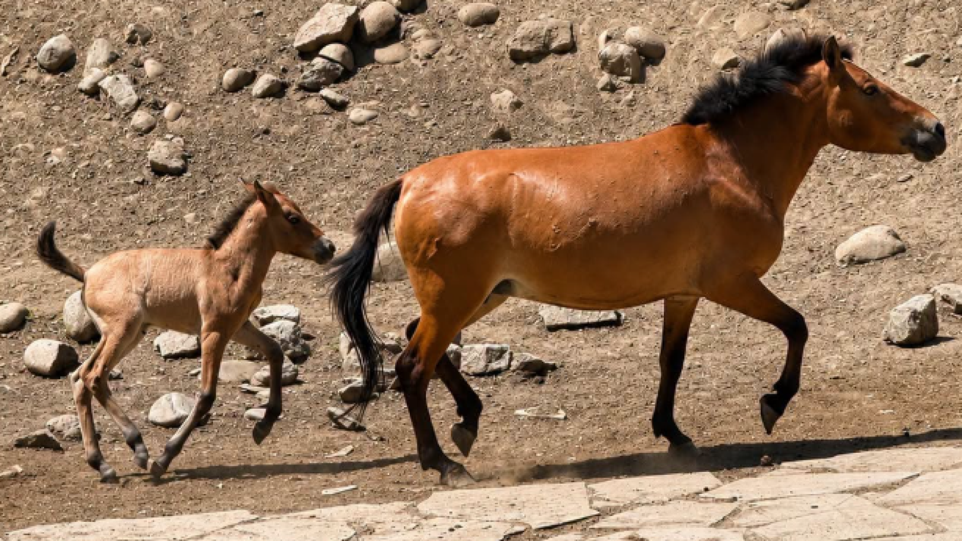 Алматы хайуанаттар бағында Пржевальский жылқысының құлыны дүниеге келді