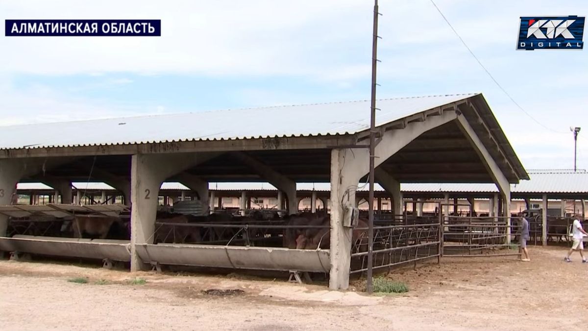 «Мы здесь задыхаемся»: жители Алматинской области пожаловались на зловоние со скотобойни