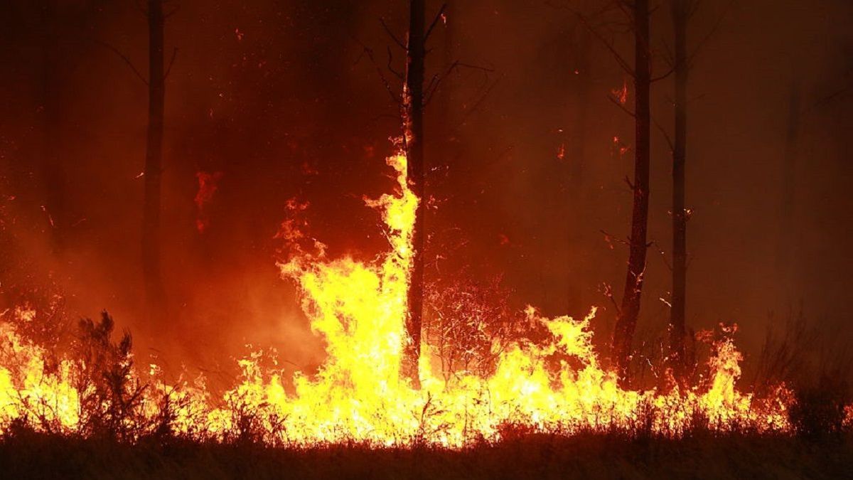 Рекордные пожары во Франции: выгорело 115 тыс. гектаров