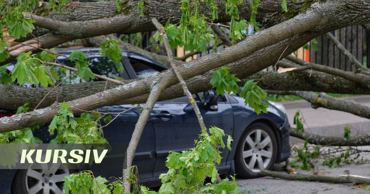 Алматинец отсудил 250 тысяч тенге за упавшее на машину дерево