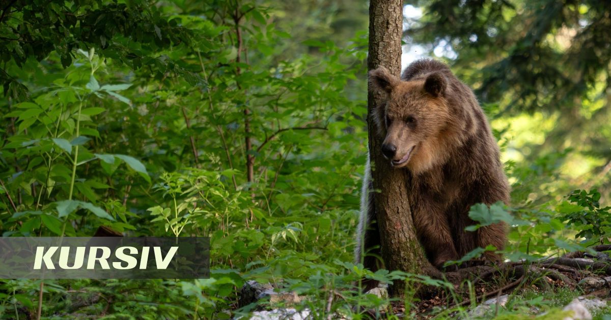 Тянь-шаньский медведь попал в объектив фотоловушки в Алматинском заповеднике