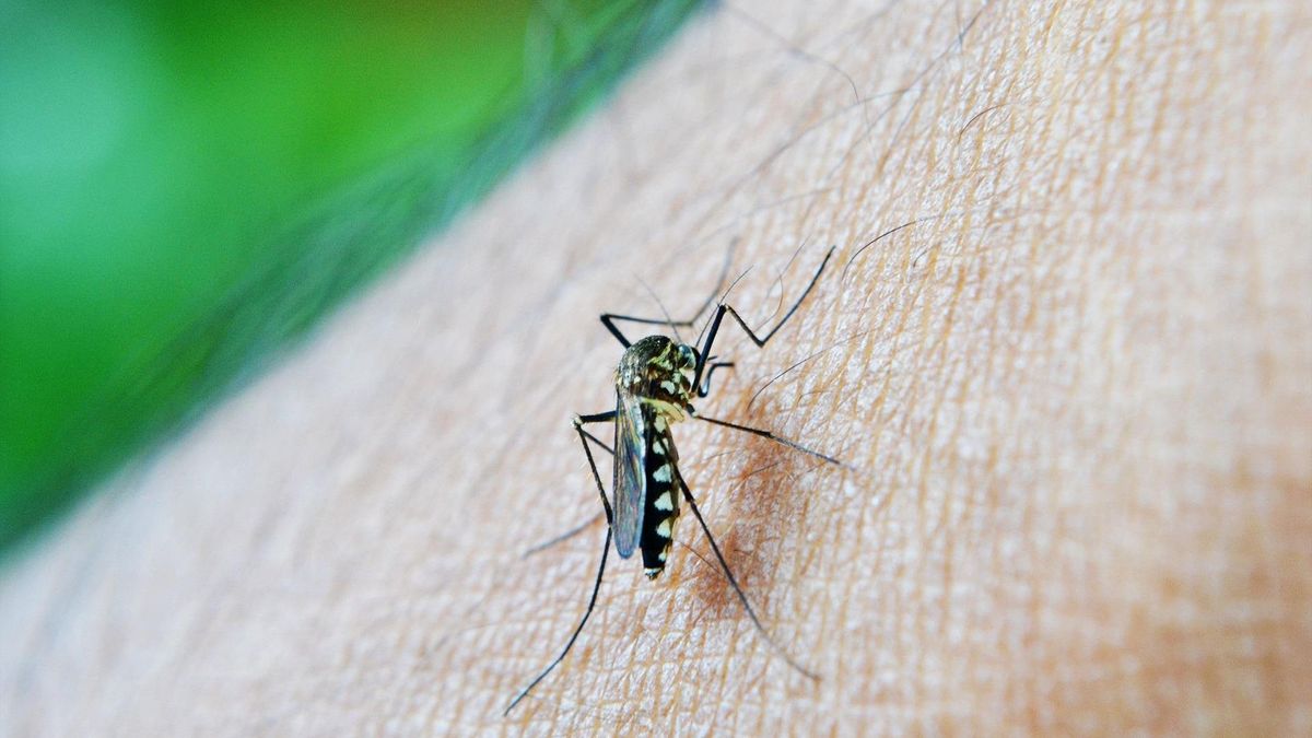Азиатский комар Anopheles stephensi угрожает Африке вспышкой малярии