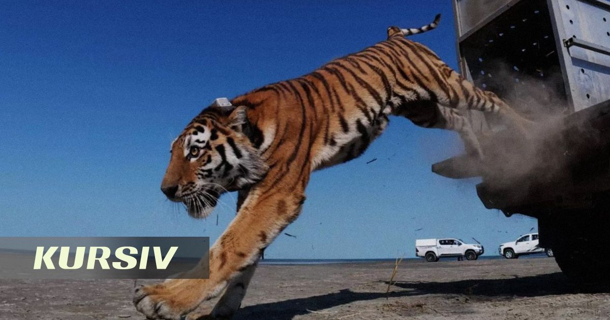 Фейковое фото тигра из «Иле-Балхаша» напугало казахстанцев