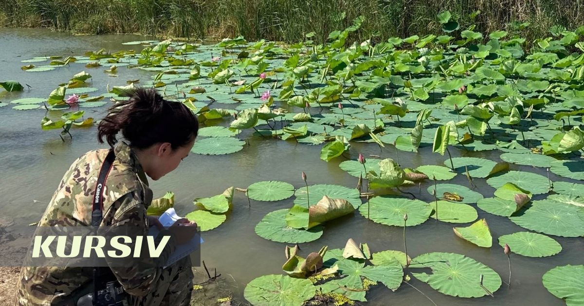 До лотосов в Атырау можно доехать всего за 80 тенге