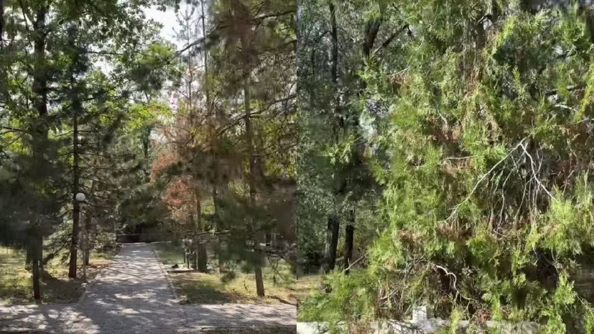 «Грустно видеть, как парк засыхает»: алматинцы пожаловались на деревья в «Атакенте»