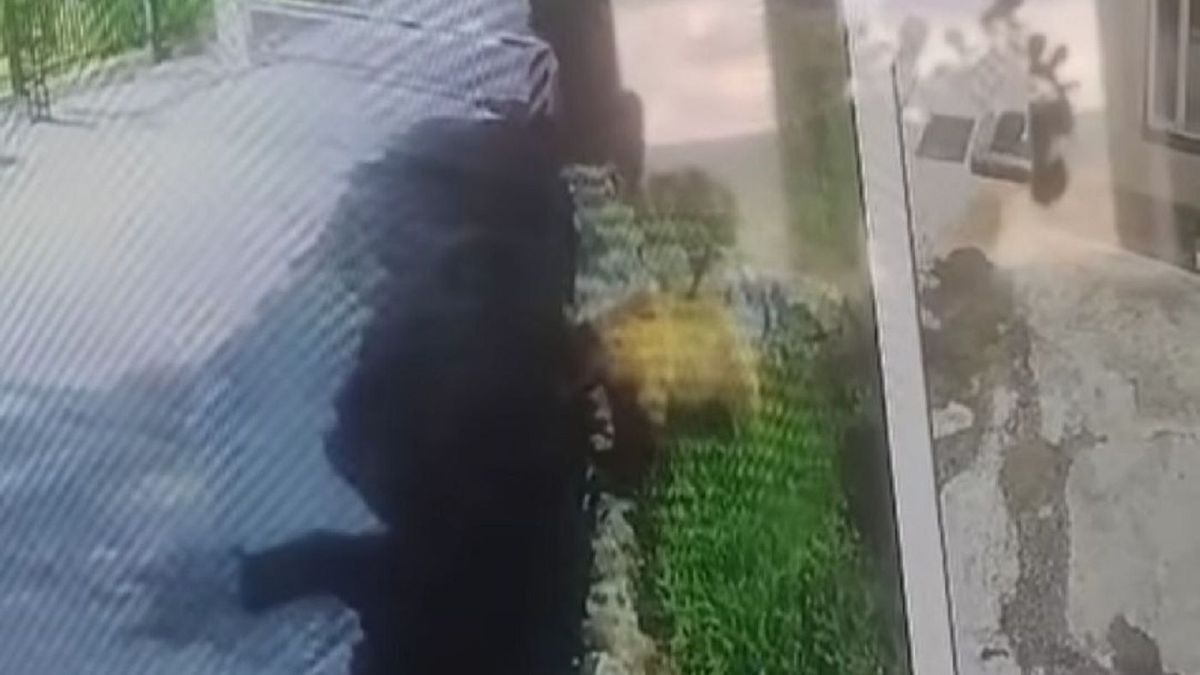 Медведь замечен у ГЭС в Усть-Каменогорске: видео и подробности