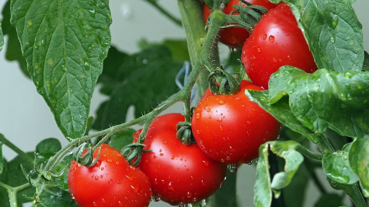 Более 113 тонн зараженной продукции не пропустили в Казахстан из Ирана и России