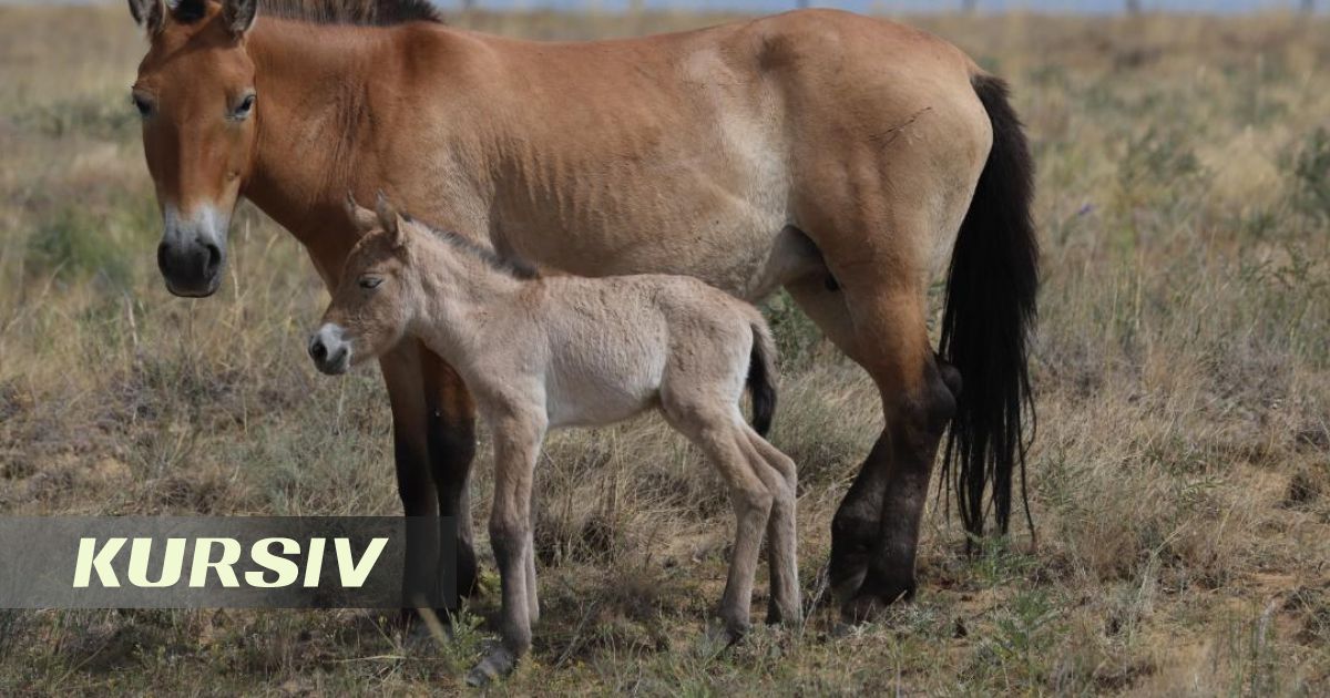 В Казахстане родился первый жеребенок лошади Пржевальского