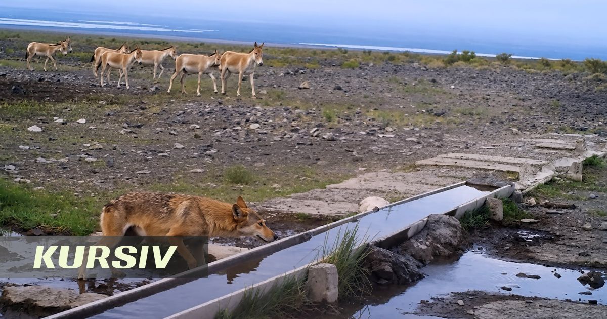 Волк и куланы встретились у водопоя в «Алтын-Емеле»