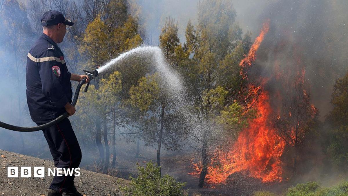 Лесные пожары в Алжире унесли жизни 12 человек