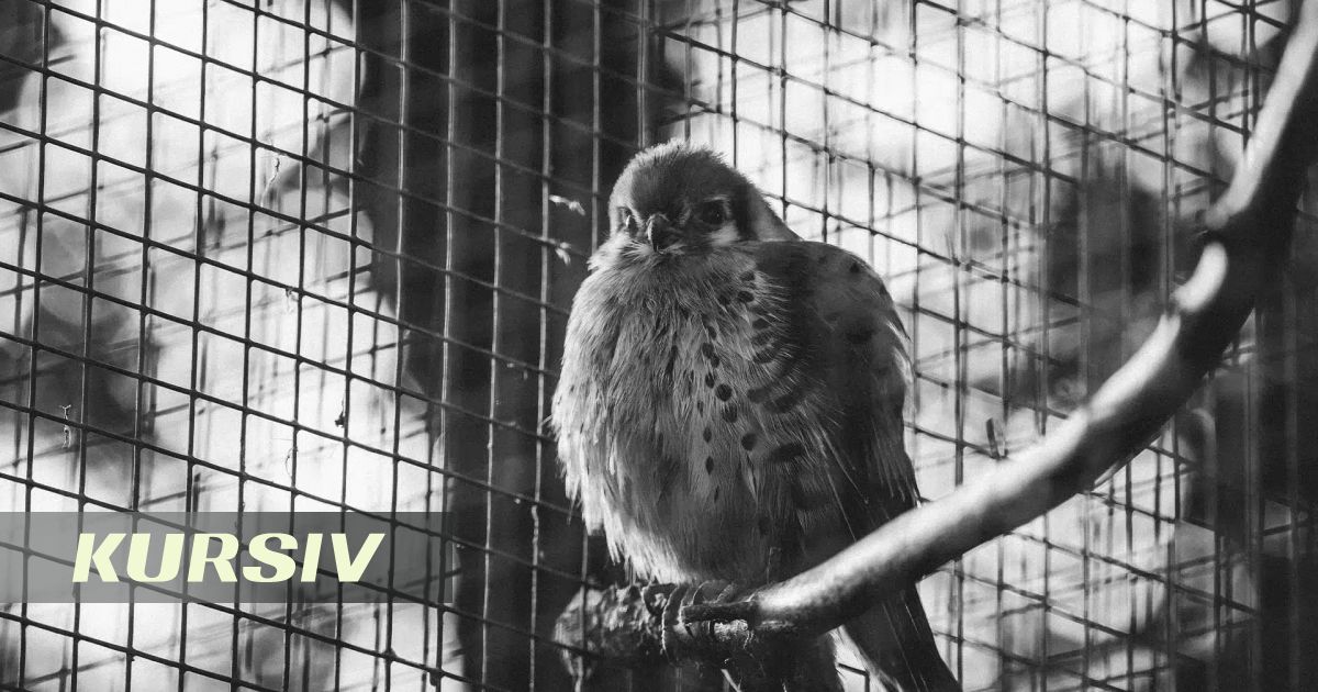 Қарағандылық үйінде 35 жыртқыш құс ұстаған азамат амнистиямен жазадан босатылды