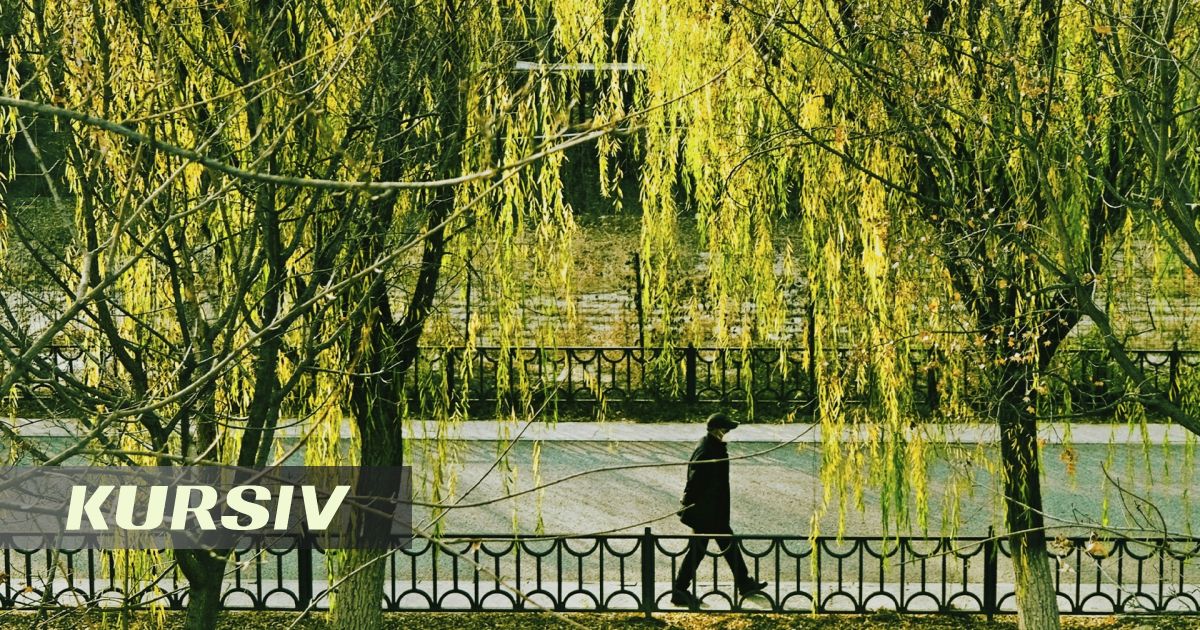 Ғалымдар ыстықта қандай ағаштар смогты күшейтетінін анықтады