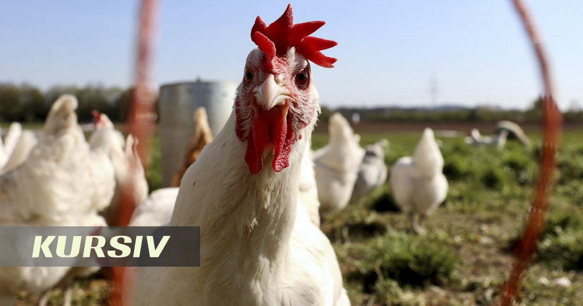 Миллионер Толукпаев Aitas KZ холдингін food-компанияға айналдыруда