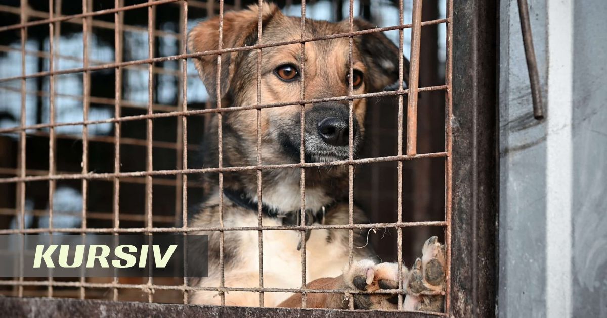 Қазақстанда қаңғыбас жануарларды аулау және эвтаназиялаудың жаңа ережелері күшіне енеді