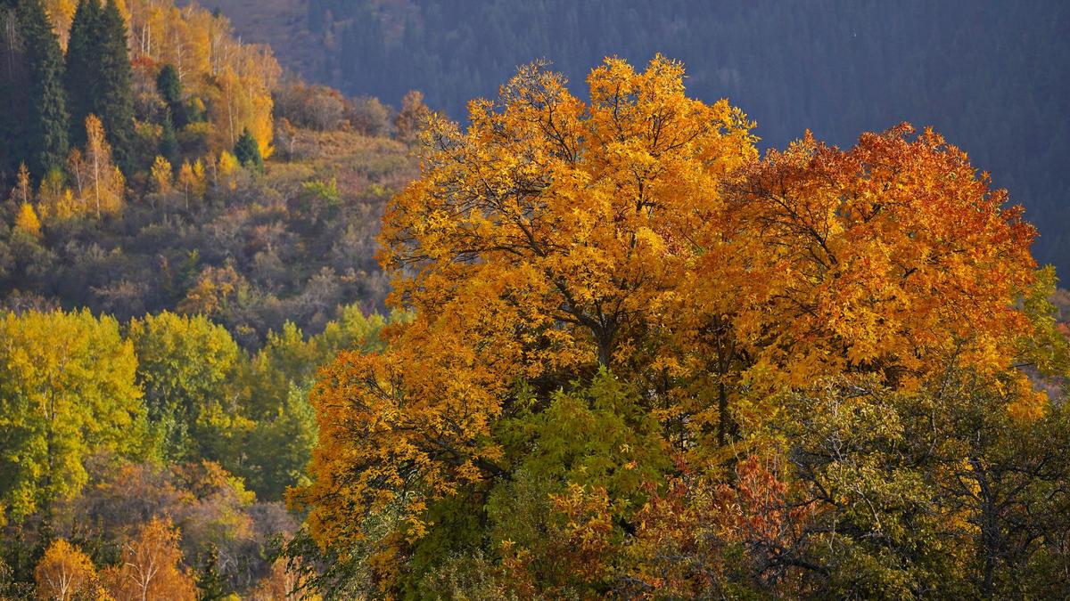 БҰҰ Қазақстанның бастамасымен 22 сәуірді Халықаралық көгалдандыру күні деп жариялады