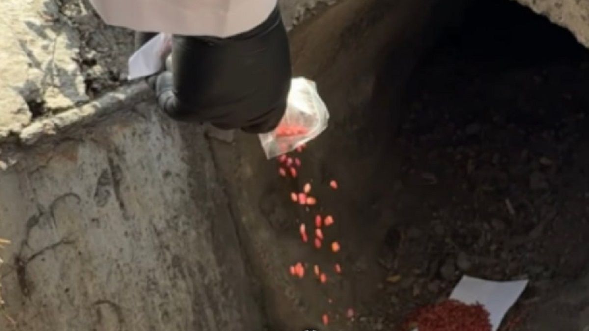 Алматыда күзгі дератизация 15 қыркүйектен басталады