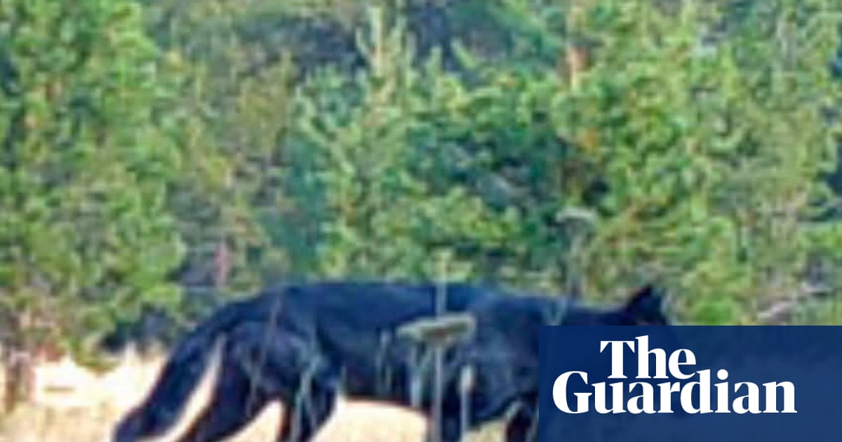 Калифорниядағы Мендосино орманында сұр қасқыр алғаш рет байқалды