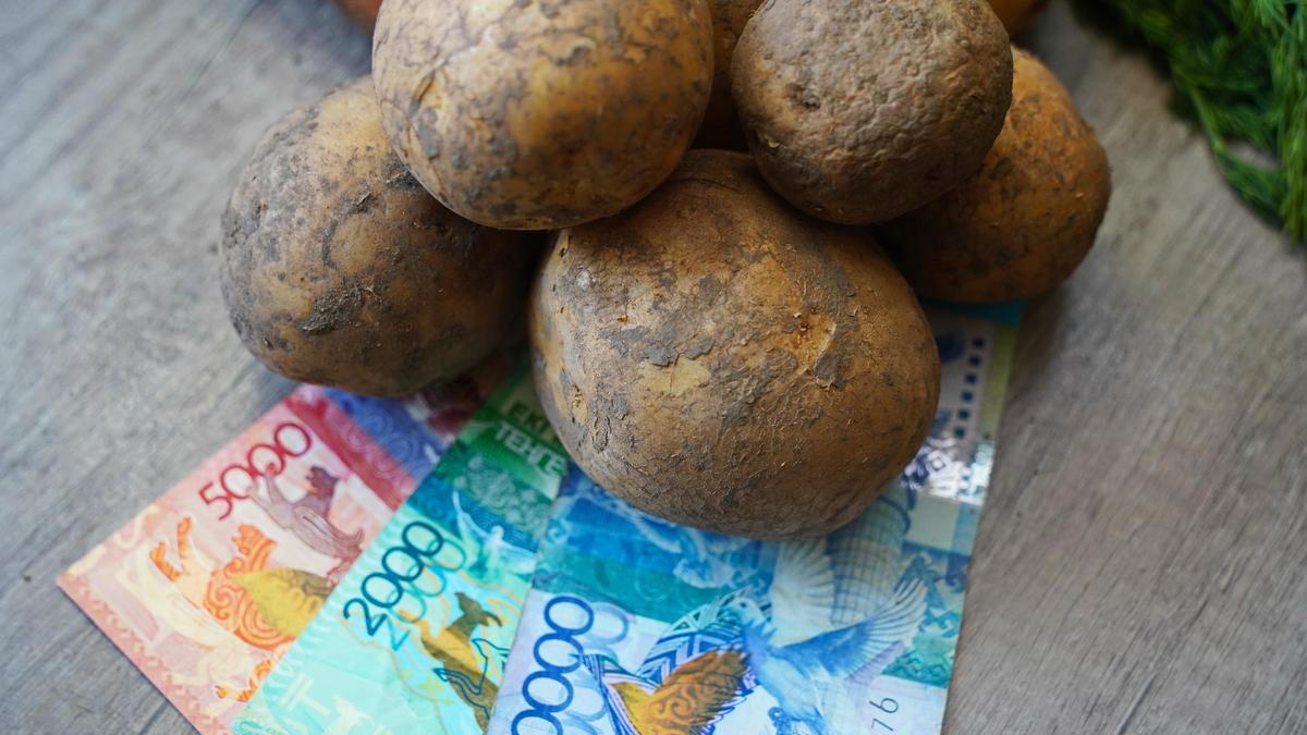 Қазақстандық картоп өсірушілер дүкендегі бағаға наразы: «Осы 200 теңге қайдан шықты?»