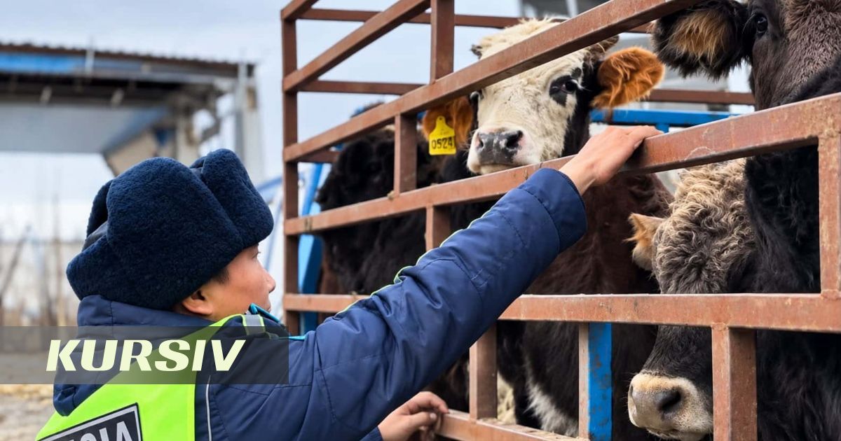 Жетісуда полиция 352 бас ұрланған малды иелеріне қайтарды