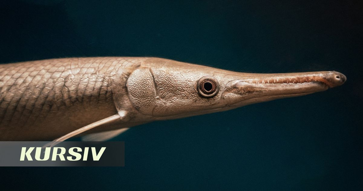 Техаста балықшы 100 млн жыл бұрын өмір сүрген шортандардың гибридін аулады