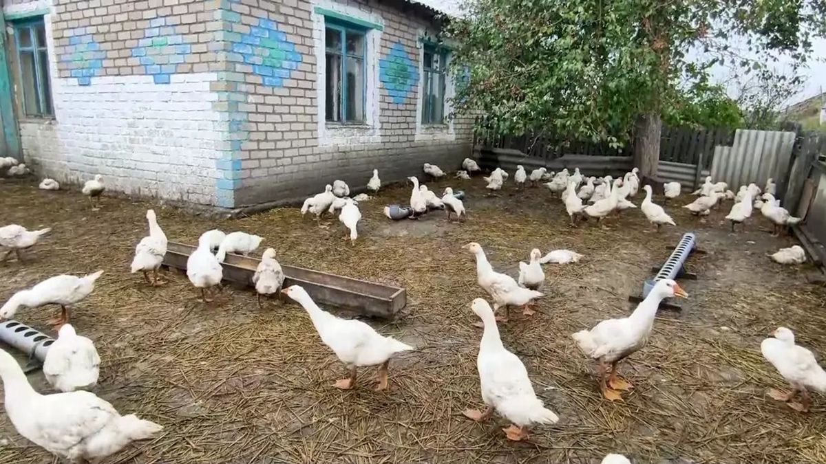 Солтүстік Қазақстанда белгісіз инфекция 13,5 мың қазды қырып кетті
