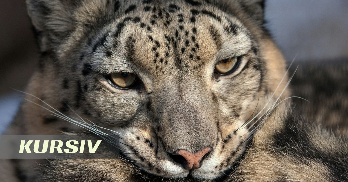 Алматы тауларында туристер қар барысын кездестірді