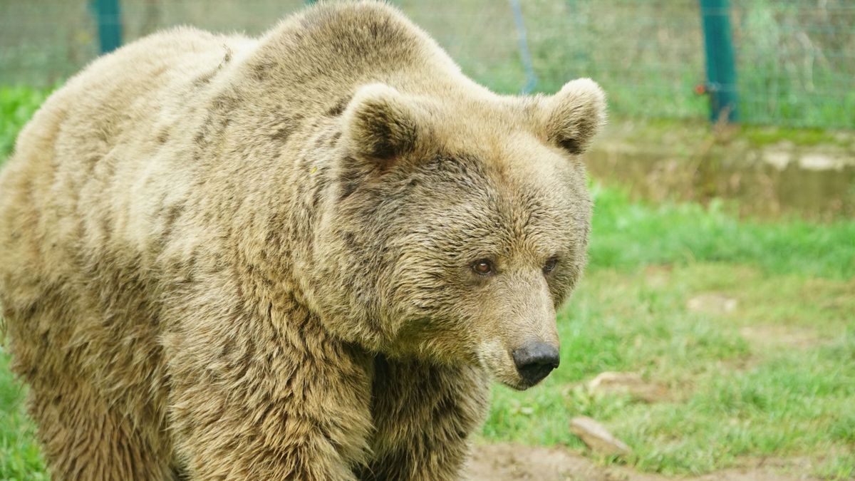 На Аляске стартовало голосование за самого упитанного медведя