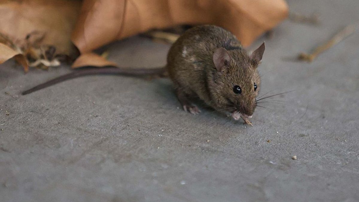 Жители Усть-Каменогорска жалуются на нашествие крыс во дворах и на детских площадках