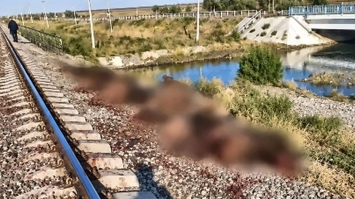 Грузовой поезд сбил 70 овец в Жамбылской области: владелец оштрафован