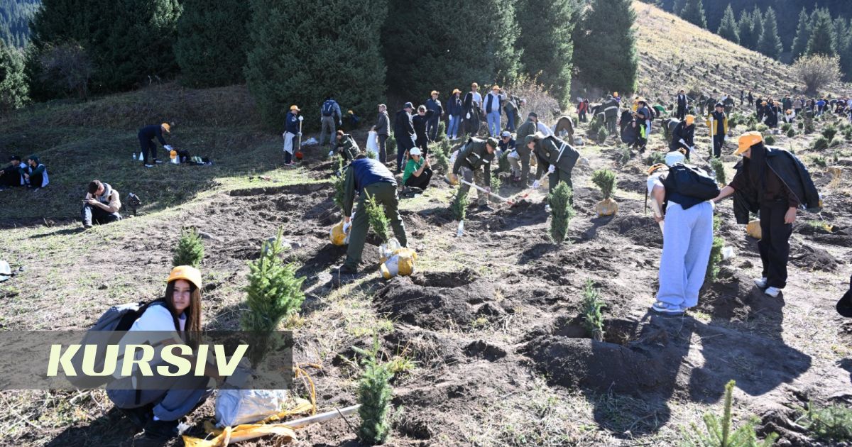 Молодежь Алматы высадила 2 тысячи елей на Кок-Жайлау