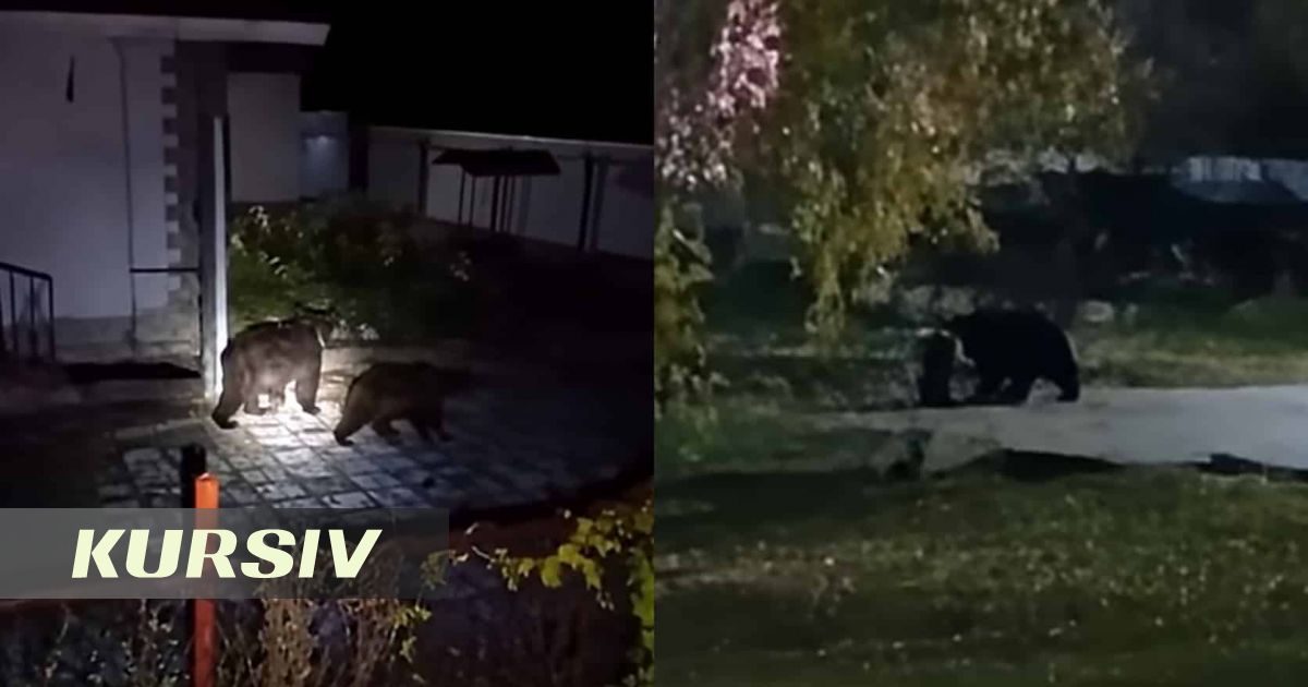 Медведи бродят у домов и школы в Риддере: жители требуют принять меры