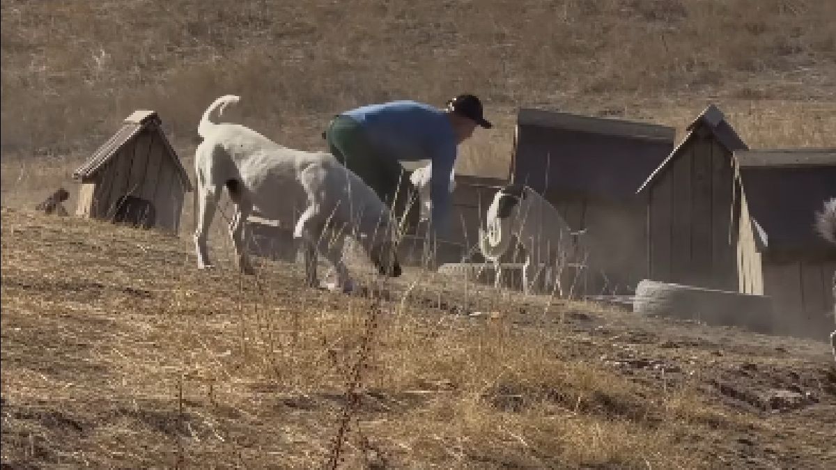 Акимат и волонтёры спасают 90 собак из приюта Dog House после убийства зоозащитника под Алматы