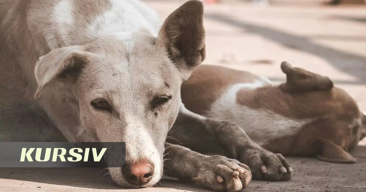 Волонтеры спасли всех собак из приюта Dog House под Алматы