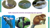 Суда тіршілік ететін жануарлар аттары