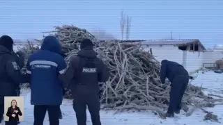 Қызылордада саксаулды заңсыз кескен қылмыстық топ ұсталды