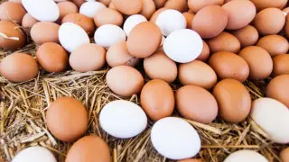Қазақстанда сиыр еті экспорты мен жұмыртқа импортына қатысты шешім қабылданды