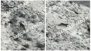 Маңғыстауда жойылып бара жатқан азиялық қабыланның ізі табылды