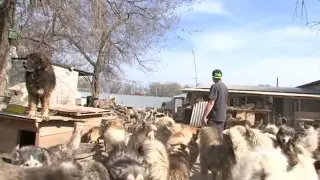 Алматы облысындағы жануарлар приютының жерін мемлекет тартып алмақшы