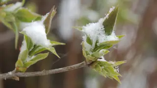 Астанада қар жауып, Алматыда +24 градусқа дейін жылынады: 8-10 сәуірге арналған ауа райы болжамы