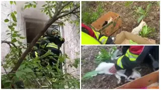 Алматыдағы өрттен мысықтар мен күшіктер құтқарылды