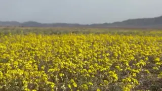 Алматы маңындағы «сары гүл теңізі» инста-жұлдыздарды баурап алды