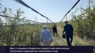 Шымкенттегі алма бақтарына қатысты ірі қылмыстық іс сотқа жетті