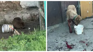 Павлодар маңындағы бөгеттің шабуылы: Итін қасқыр жеп қоя жаздады
