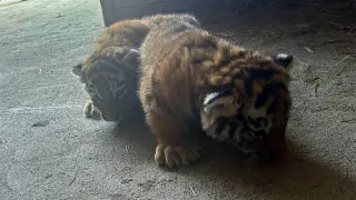 Қарағанды зоопаркінде сирек жаңалық: Амур жолбарыстарының төлдері дүниеге келді